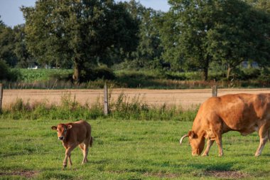 Alman muensterland 'inde bir tarlada inekler