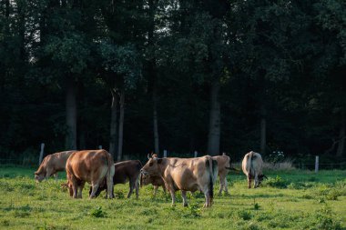 Alman muensterland 'inde bir tarlada inekler