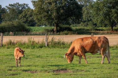 Alman muensterland 'inde bir tarlada inekler