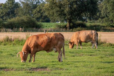 Alman muensterland 'inde bir tarlada inekler