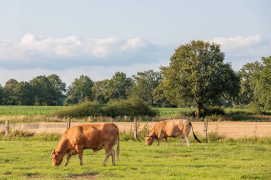 Alman muensterland 'inde bir tarlada inekler