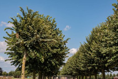 Almanya 'nın Ren Nehri' ndeki eski Xanten şehri.