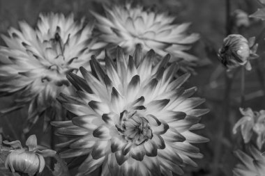 Yeraltı Dünyası 'nda Rekken