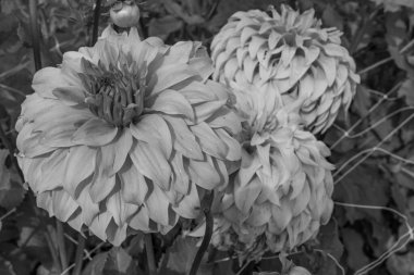 Hollanda 'da Eibergen' de yaz mevsimi.