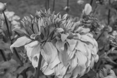 Hollanda 'da Eibergen' de yaz mevsimi.