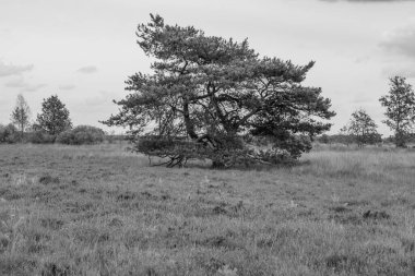 Hollanda 'da Eibergen' de yaz mevsimi.