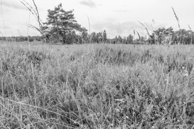 Hollanda 'da Eibergen' de yaz mevsimi.