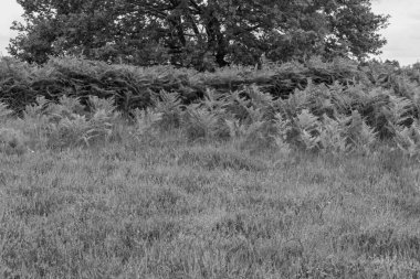 Hollanda 'da Eibergen' de yaz mevsimi.