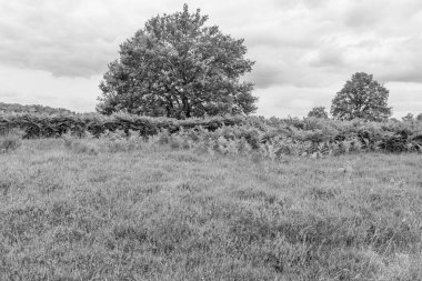 Hollanda 'da Eibergen' de yaz mevsimi.