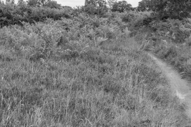 Hollanda 'da Eibergen' de yaz mevsimi.