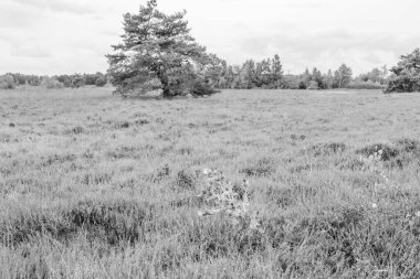 Hollanda 'da Eibergen' de yaz mevsimi.