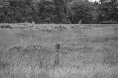 Hollanda 'da Eibergen' de yaz mevsimi.