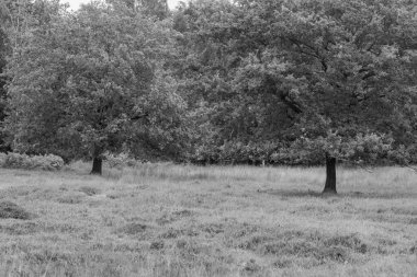 Hollanda 'da Eibergen' de yaz mevsimi.