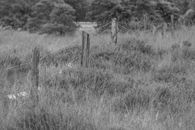 Hollanda 'da Eibergen' de yaz mevsimi.