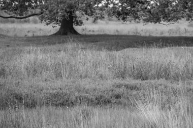 Hollanda 'da Eibergen' de yaz mevsimi.