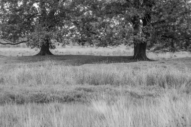 Hollanda 'da Eibergen' de yaz mevsimi.