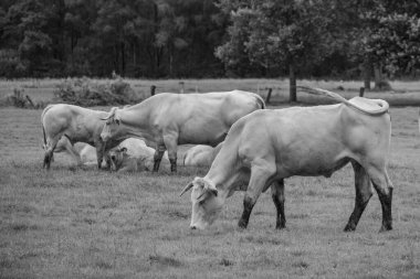 Hollanda 'da Eibergen' de yaz mevsimi.