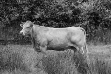 Hollanda 'da Eibergen' de yaz mevsimi.