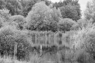 Hollanda 'da Eibergen' de yaz mevsimi.