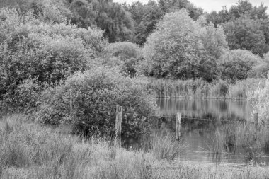 Hollanda 'da Eibergen' de yaz mevsimi.