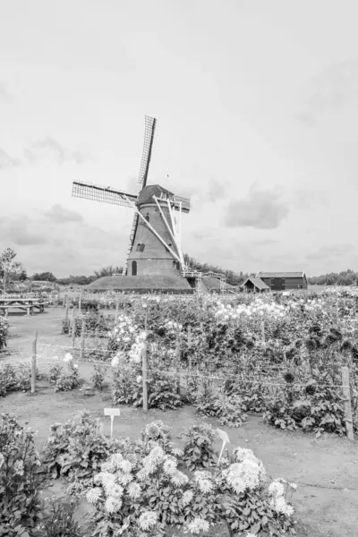 stock image summer time in eibergen inthe dutch achterhoek