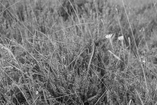 Stock image summer time in eibergen inthe dutch achterhoek