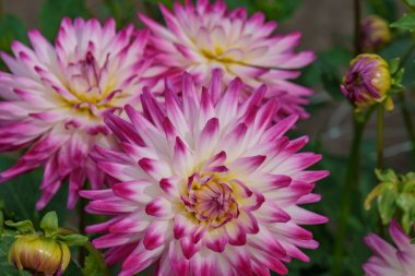 Flamandaki Eibergen achterhoek