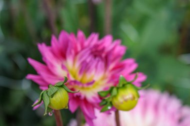 Flamandaki Eibergen achterhoek