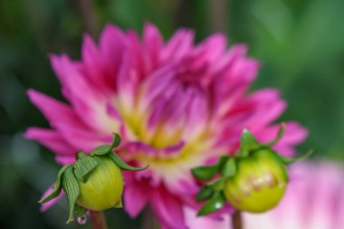 Flamandaki Eibergen achterhoek