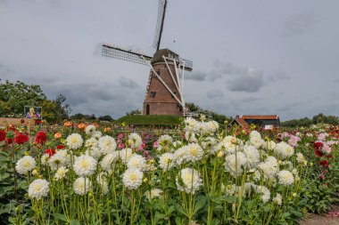 Flamandaki Eibergen achterhoek