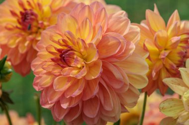 Flamandaki Eibergen achterhoek