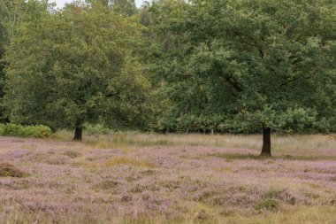 Flamandaki Eibergen achterhoek