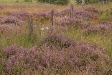 Flamandaki Eibergen achterhoek