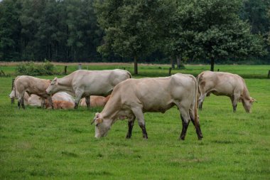 Flamandaki Eibergen achterhoek