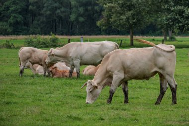 Flamandaki Eibergen achterhoek