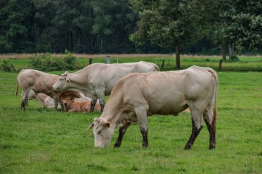 Eibergen in the dutch achterhoek clipart