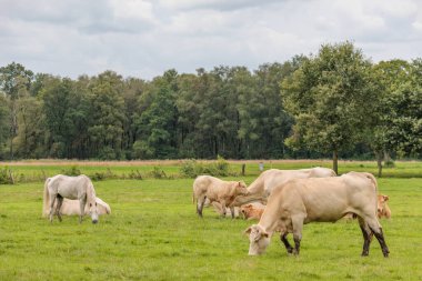 Flamandaki Eibergen achterhoek