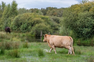 Flamandaki Eibergen achterhoek