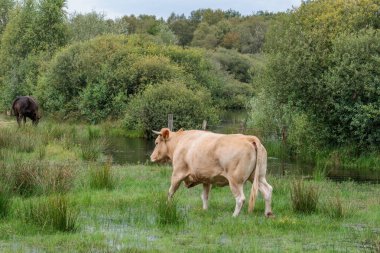 Flamandaki Eibergen achterhoek