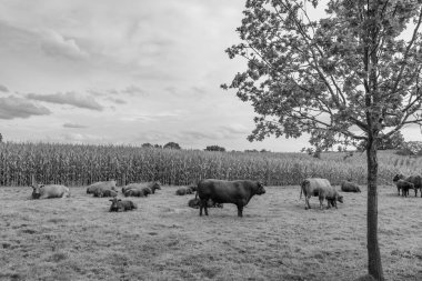 Westphalia 'da bir tarlada inekler