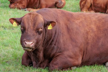 Westphalia 'da bir tarlada inekler