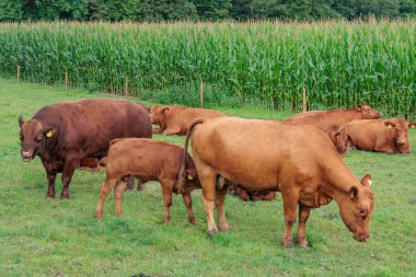 Westphalia 'da bir tarlada inekler