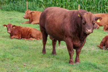 Westphalia 'da bir tarlada inekler