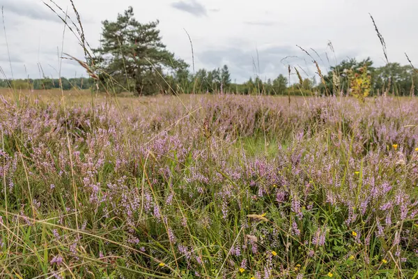 Flamandaki Eibergen achterhoek