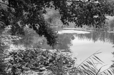 Hollandalı achterhoek 'te yürüyüş