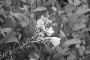 Hollandalı achterhoek 'te yürüyüş