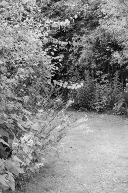 Hollandalı achterhoek 'te yürüyüş