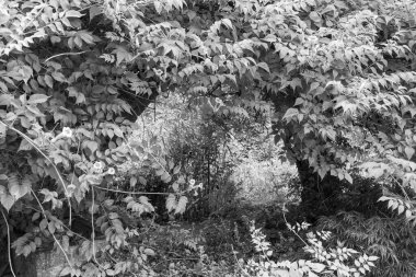 Hollandalı achterhoek 'te yürüyüş