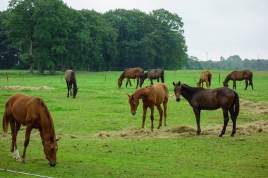 Hollandalı achterhoek 'te yürüyüş
