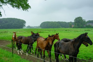 Hollandalı achterhoek 'te yürüyüş